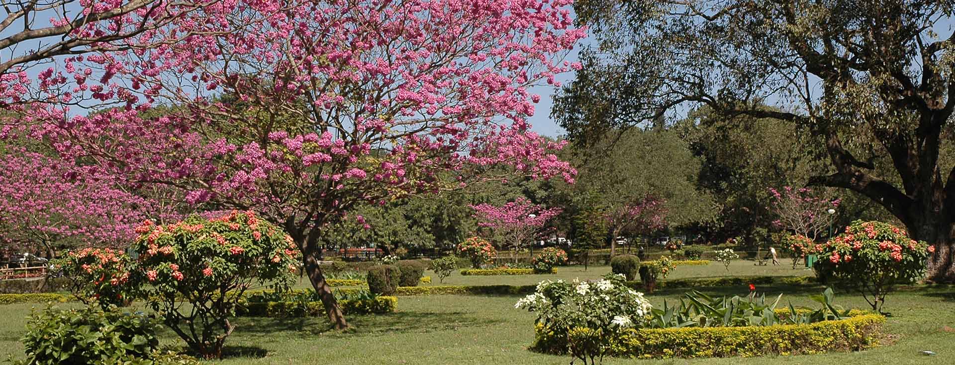Cubbon Park