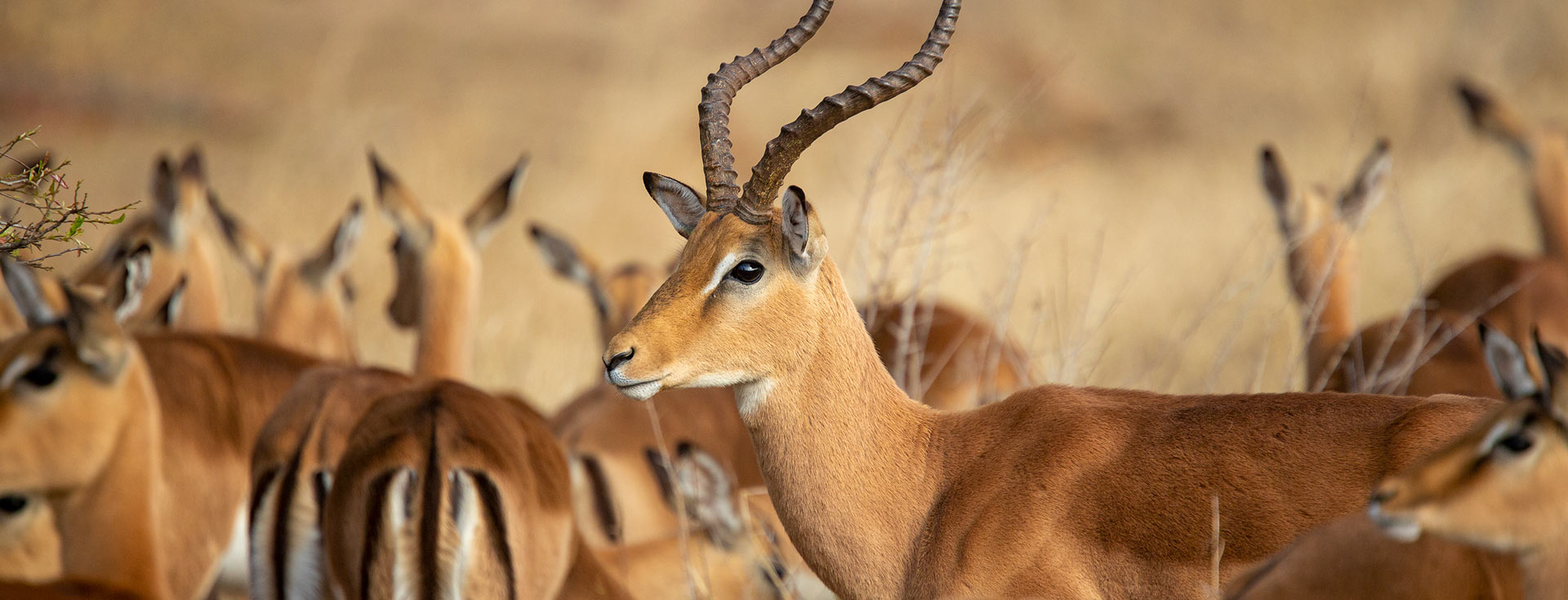 Guindy National Park