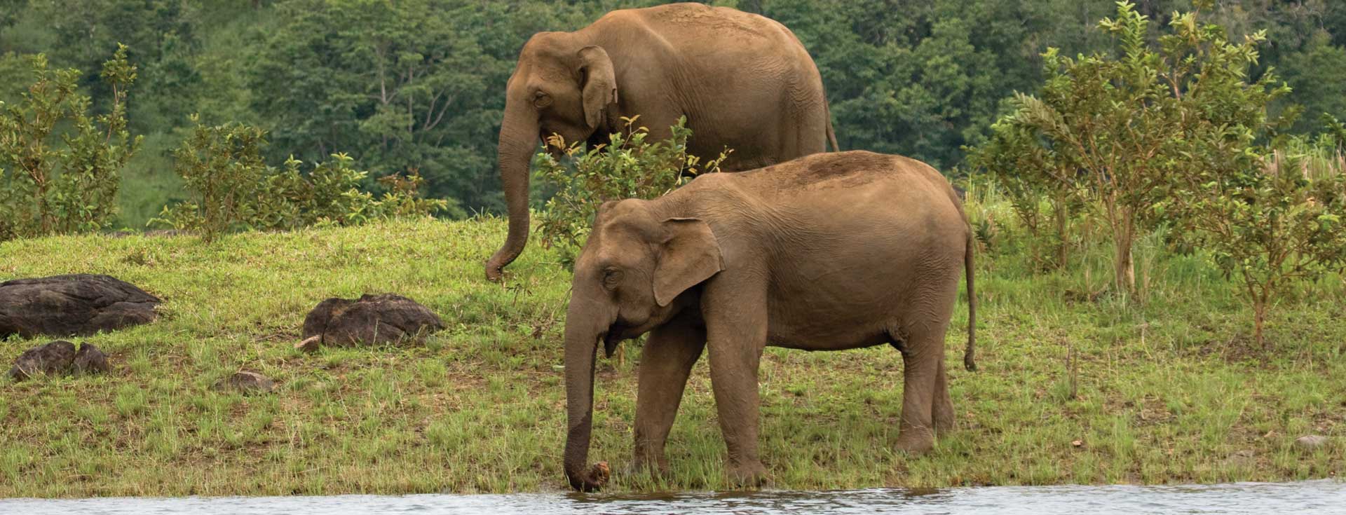 Kaveri Elephant Park