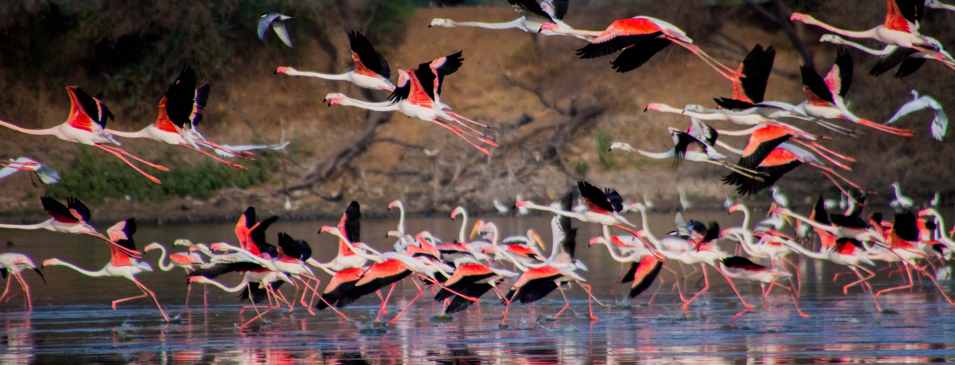 Nalsarovar Bird Sanctuary